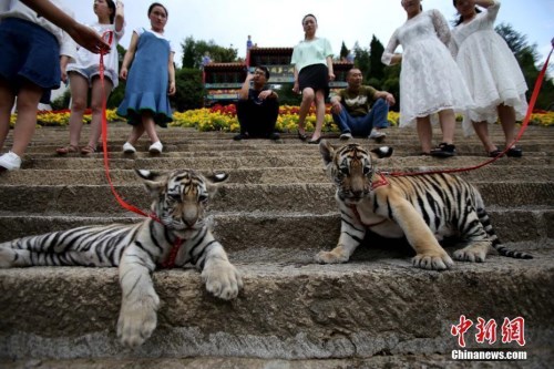 僑洋實(shí)業(yè)環(huán)形變壓器廠家?guī)銍^“遛老虎“啦！